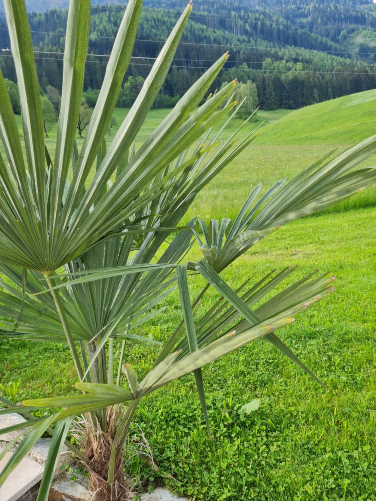 Ferienparadies Taxen Sankt Veit im Pongau Bagian luar foto