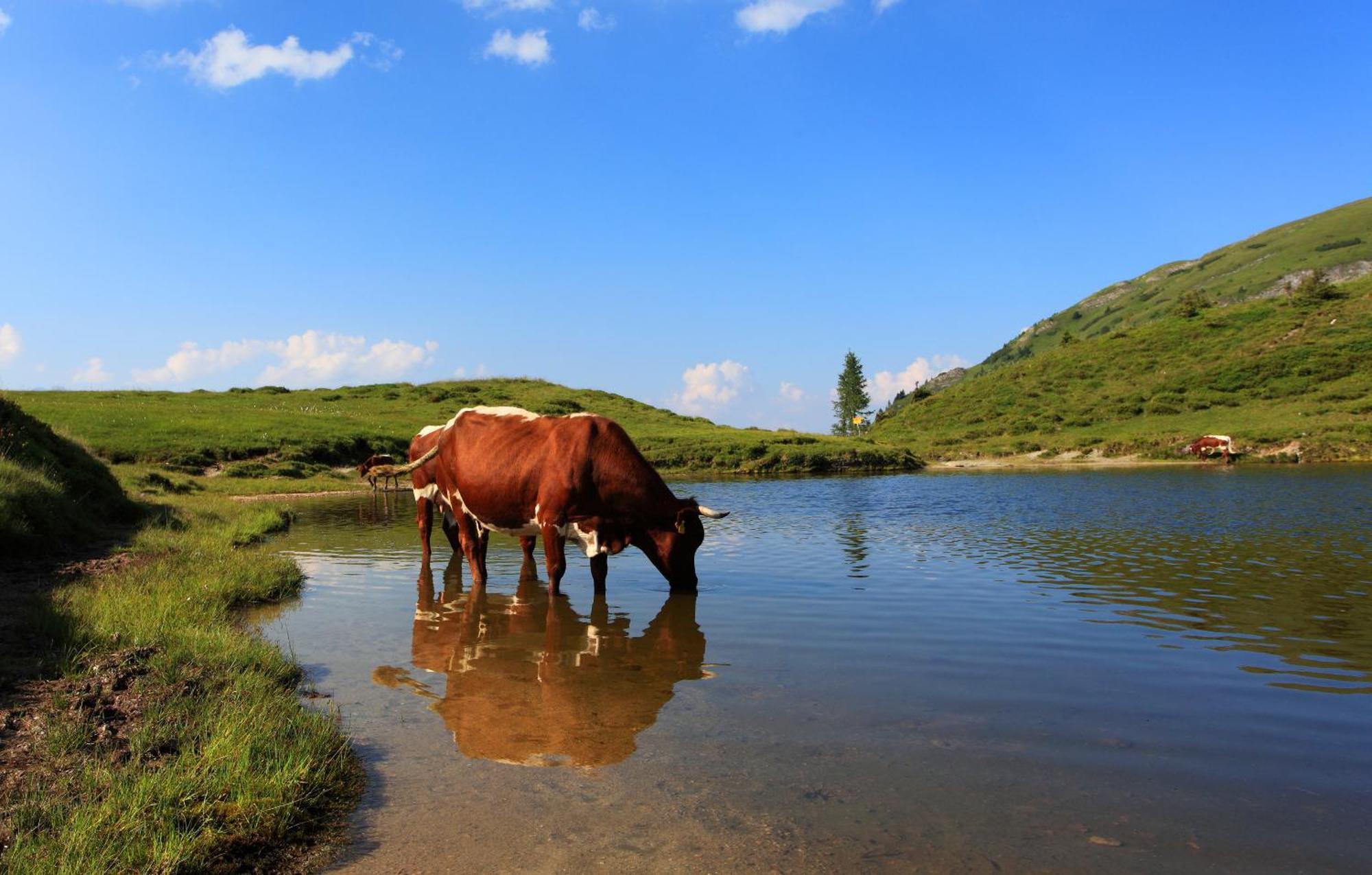 Ferienparadies Taxen Sankt Veit im Pongau Bagian luar foto
